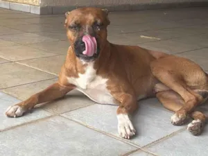 Cachorro raça SRD-ViraLata idade 2 anos nome Roberto