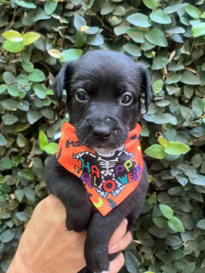 Cachorro ra a SRD-ViraLata idade Abaixo de 2 meses nome Laura