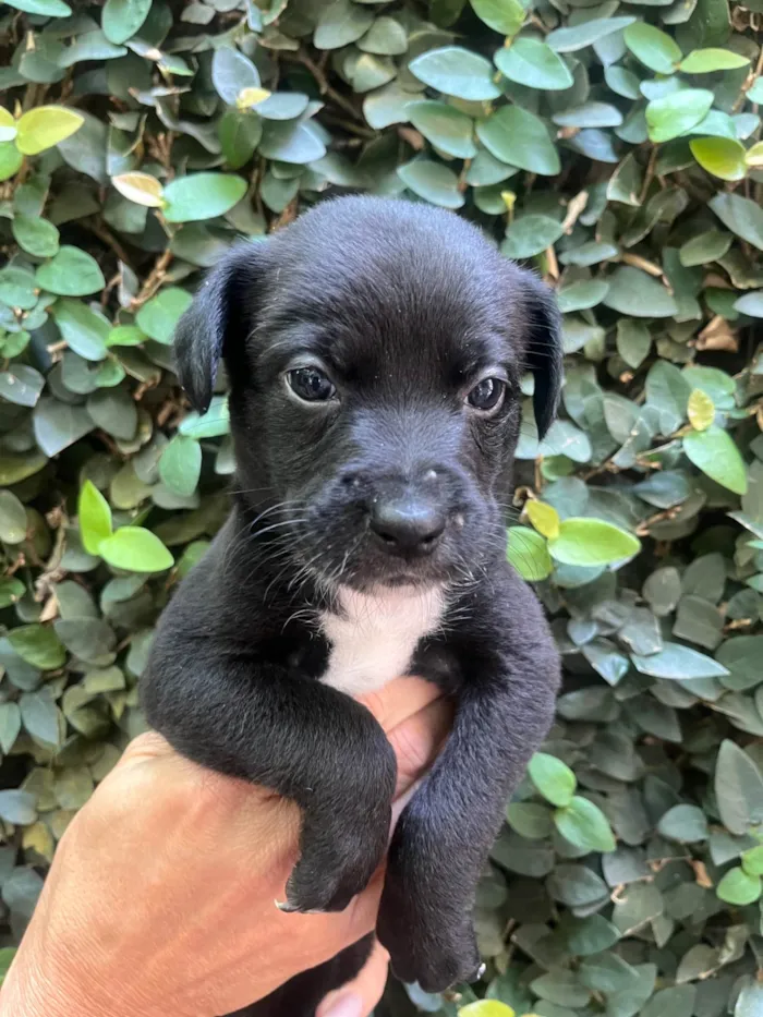 Cachorro ra a SRD-ViraLata idade Abaixo de 2 meses nome Laura