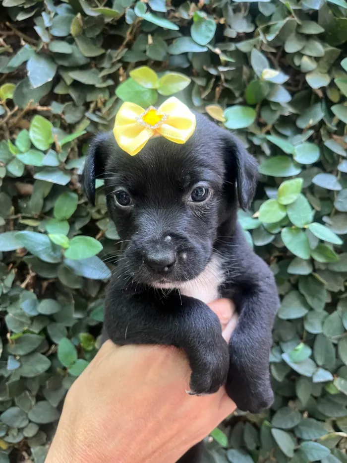 Cachorro ra a SRD-ViraLata idade Abaixo de 2 meses nome Laura