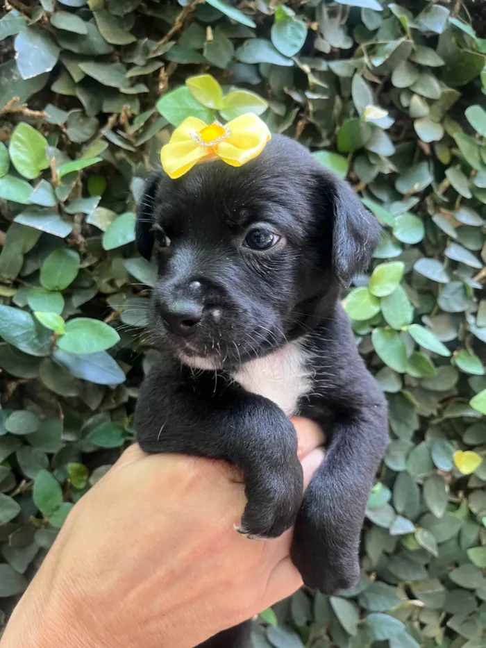 Cachorro ra a SRD-ViraLata idade Abaixo de 2 meses nome Laura