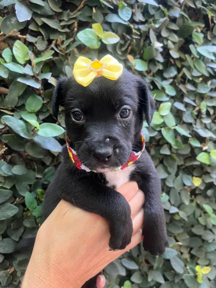 Cachorro ra a SRD-ViraLata idade Abaixo de 2 meses nome Laura