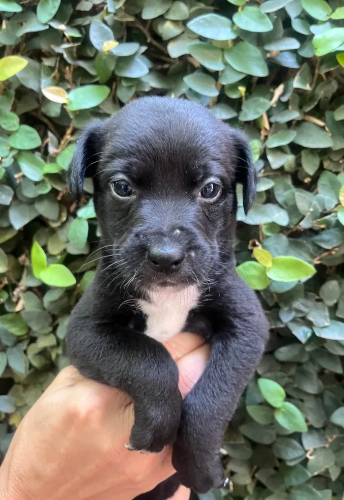 Cachorro ra a SRD-ViraLata idade Abaixo de 2 meses nome Laura