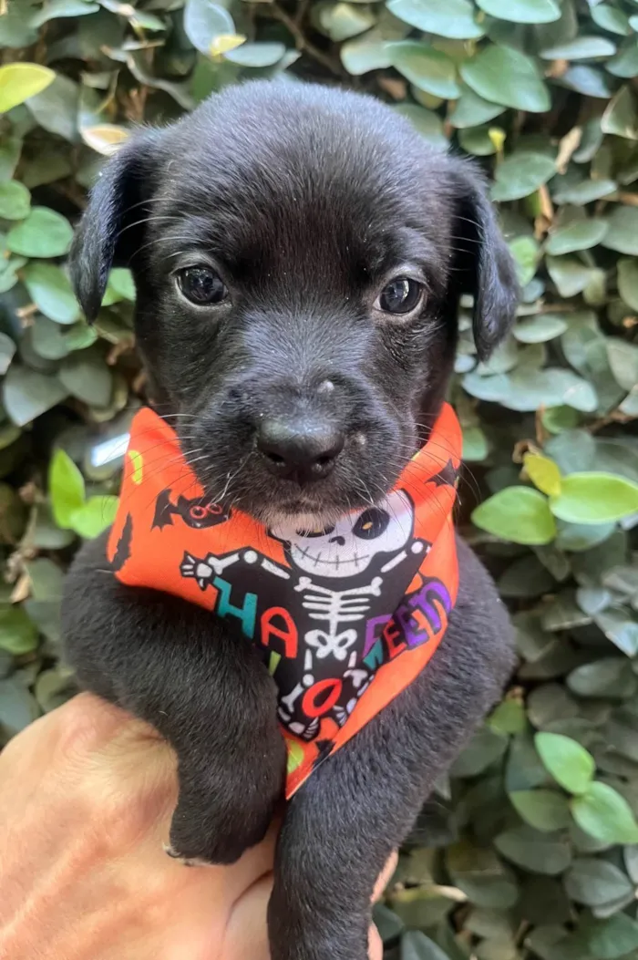 Cachorro ra a SRD-ViraLata idade Abaixo de 2 meses nome Laura