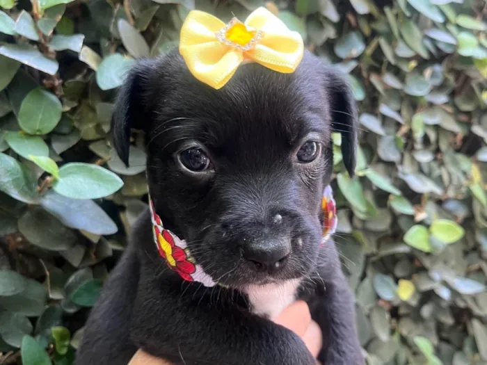 Cachorro ra a SRD-ViraLata idade Abaixo de 2 meses nome Laura