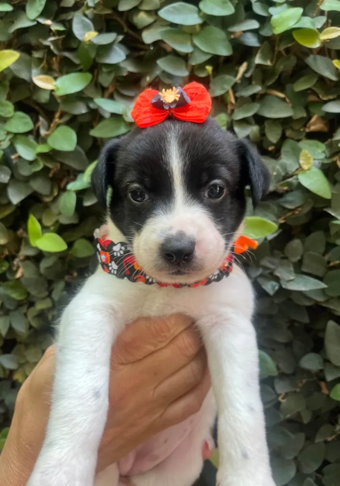 Cachorro ra a SRD-ViraLata idade Abaixo de 2 meses nome Leticia