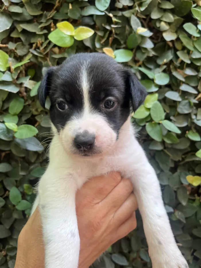 Cachorro ra a SRD-ViraLata idade Abaixo de 2 meses nome Leticia