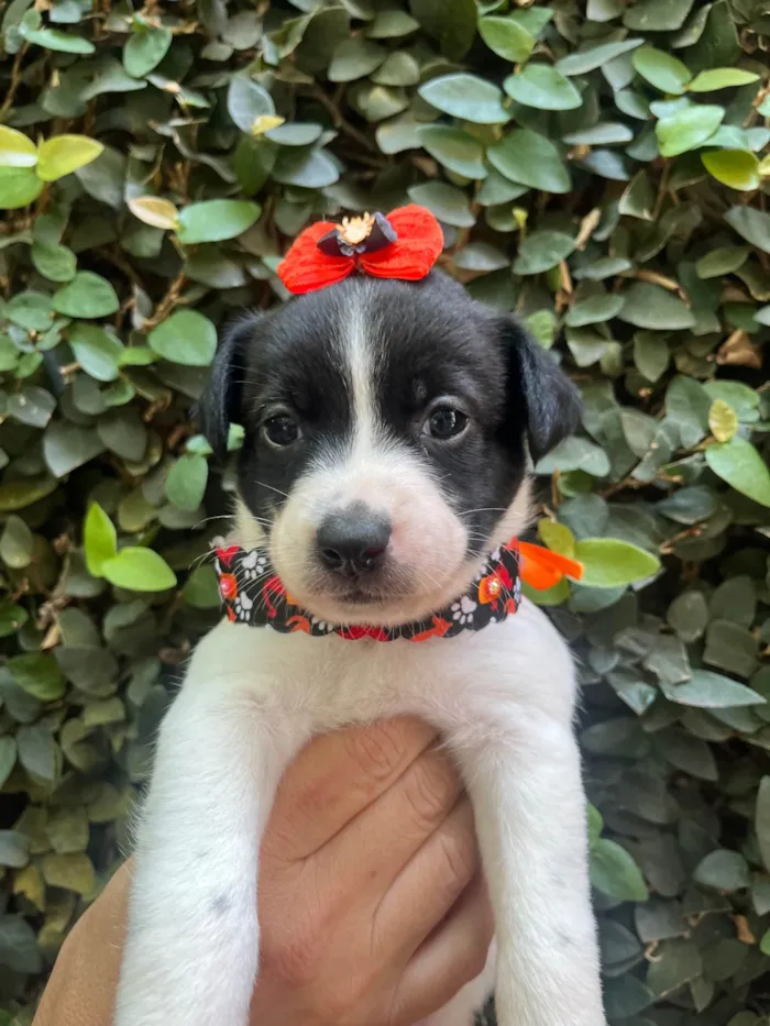 Cachorro ra a SRD-ViraLata idade Abaixo de 2 meses nome Leticia