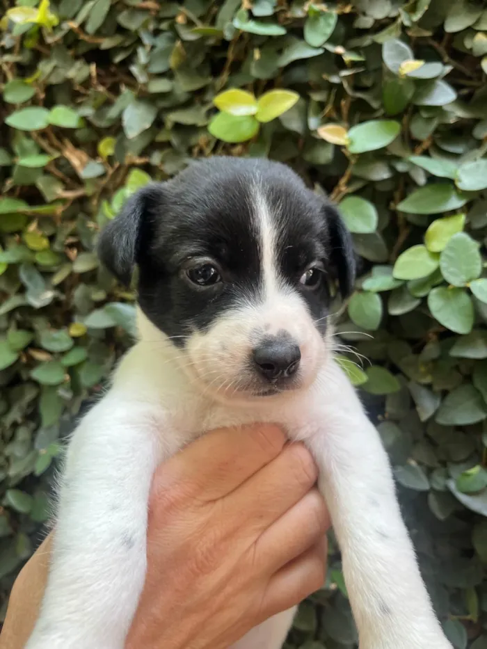 Cachorro ra a SRD-ViraLata idade Abaixo de 2 meses nome Leticia