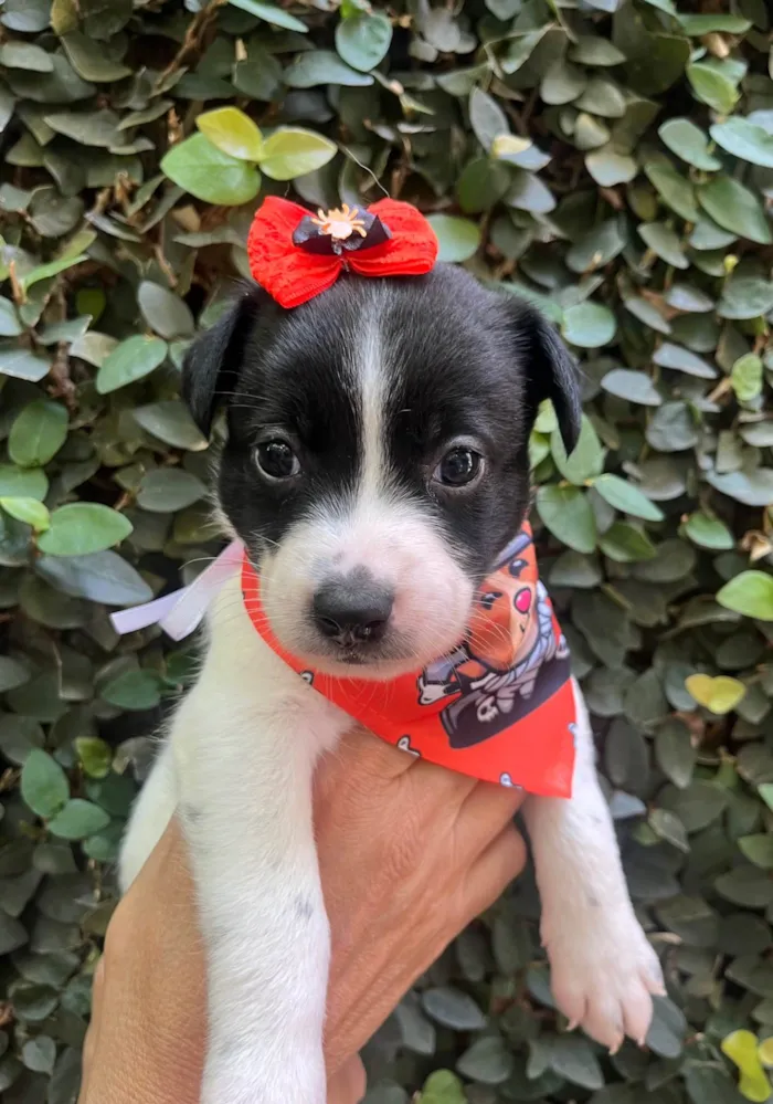 Cachorro ra a SRD-ViraLata idade Abaixo de 2 meses nome Leticia