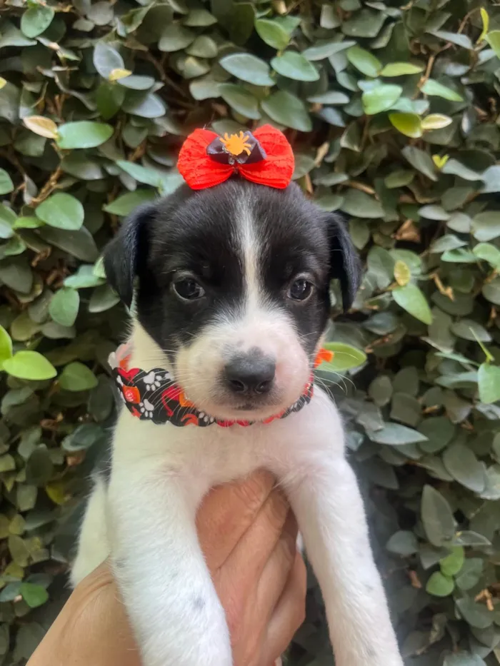 Cachorro ra a SRD-ViraLata idade Abaixo de 2 meses nome Leticia