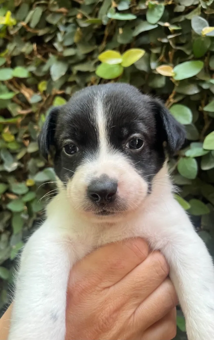 Cachorro ra a SRD-ViraLata idade Abaixo de 2 meses nome Leticia