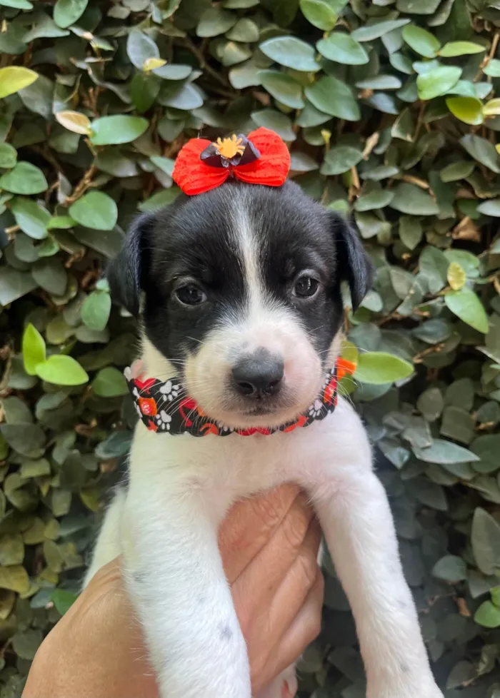 Cachorro ra a SRD-ViraLata idade Abaixo de 2 meses nome Leticia