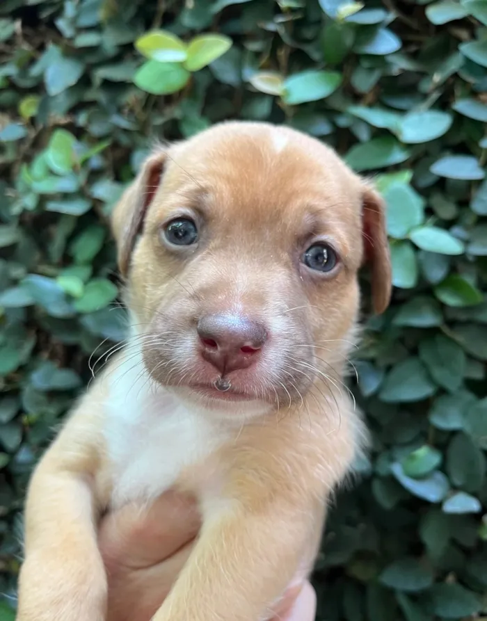 Cachorro ra a SRD-ViraLata idade Abaixo de 2 meses nome Leonardo 