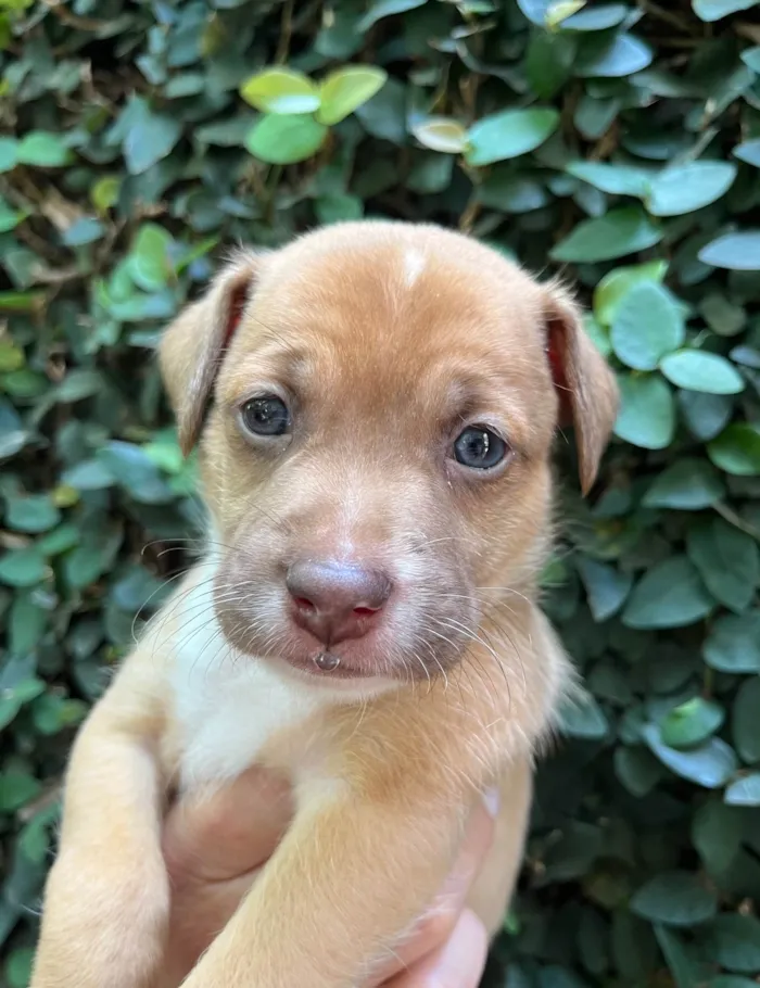 Cachorro ra a SRD-ViraLata idade Abaixo de 2 meses nome Leonardo 