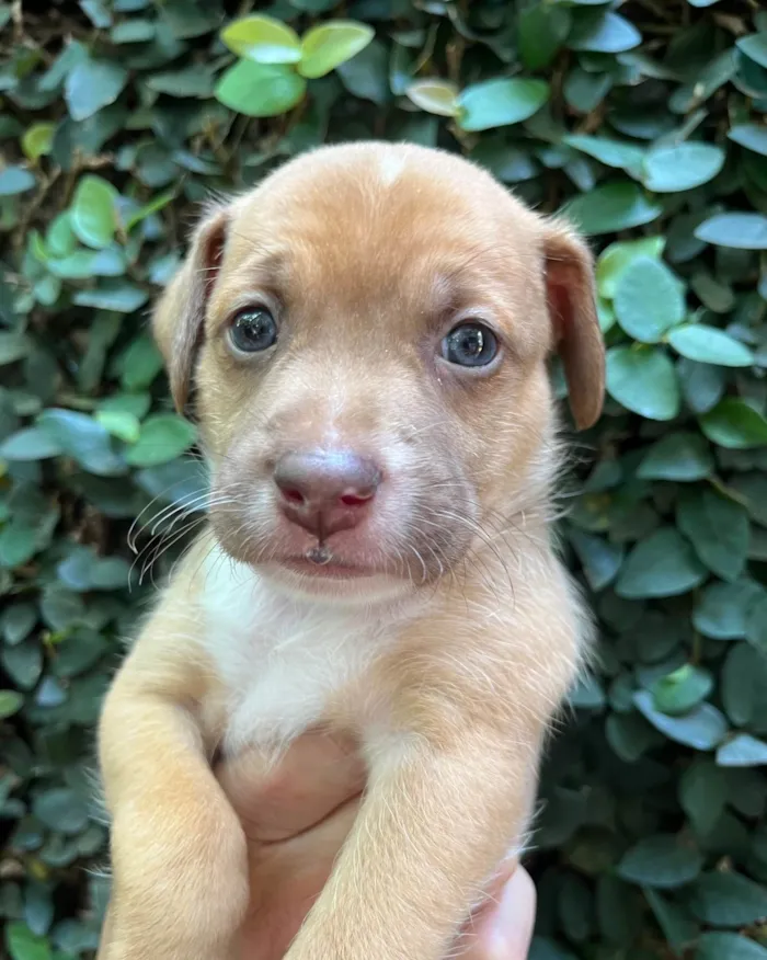 Cachorro ra a SRD-ViraLata idade Abaixo de 2 meses nome Leonardo 