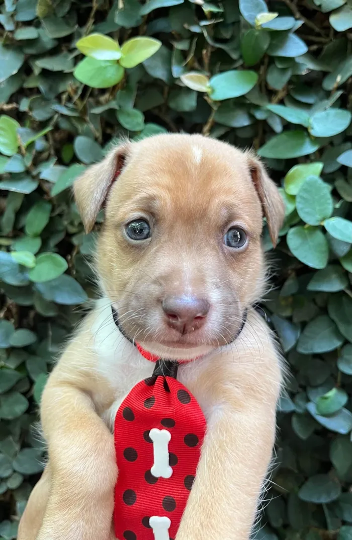 Cachorro ra a SRD-ViraLata idade Abaixo de 2 meses nome Leonardo 