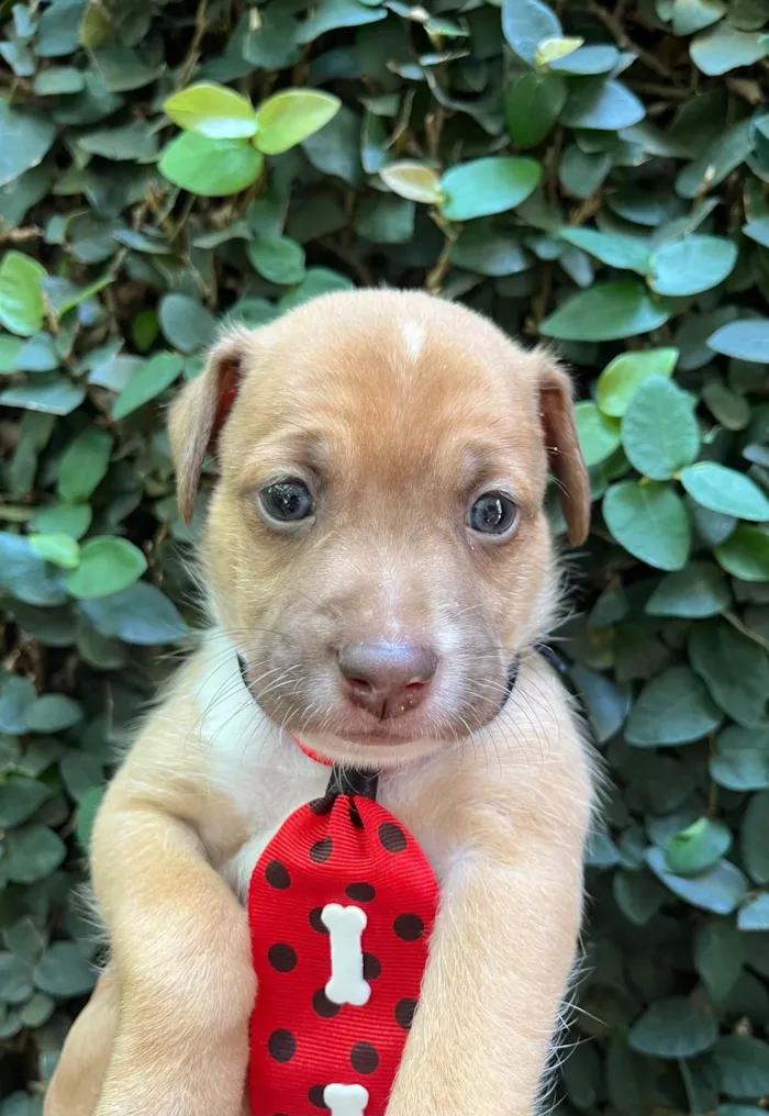 Cachorro ra a SRD-ViraLata idade Abaixo de 2 meses nome Leonardo 