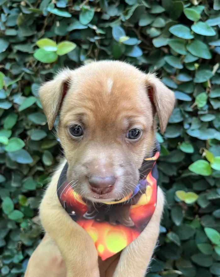 Cachorro ra a SRD-ViraLata idade Abaixo de 2 meses nome Leonardo 