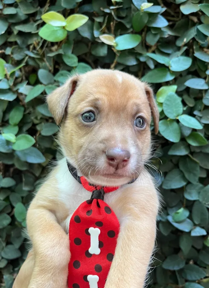 Cachorro ra a SRD-ViraLata idade Abaixo de 2 meses nome Leonardo 