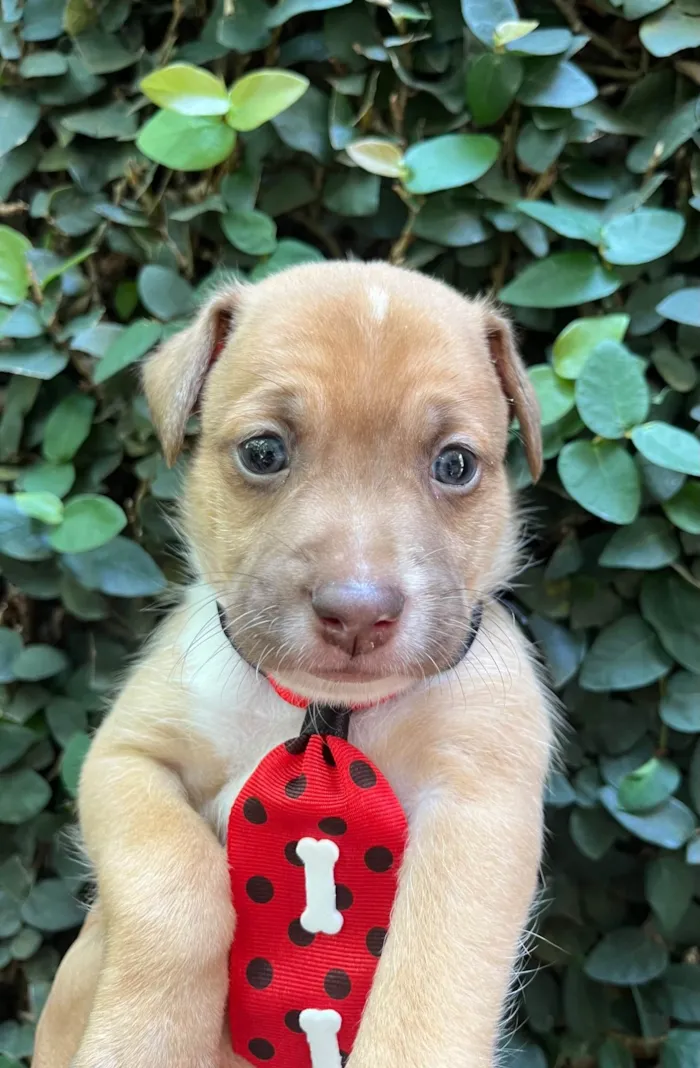 Cachorro ra a SRD-ViraLata idade Abaixo de 2 meses nome Leonardo 