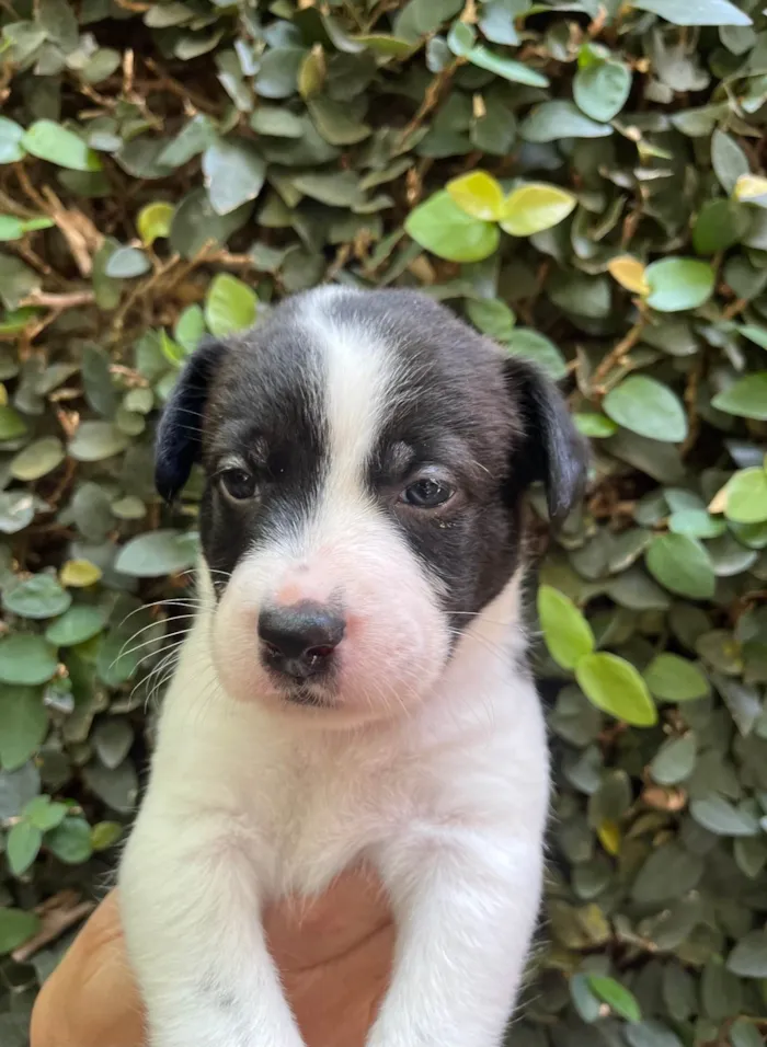 Cachorro ra a SRD-ViraLata idade Abaixo de 2 meses nome Luma