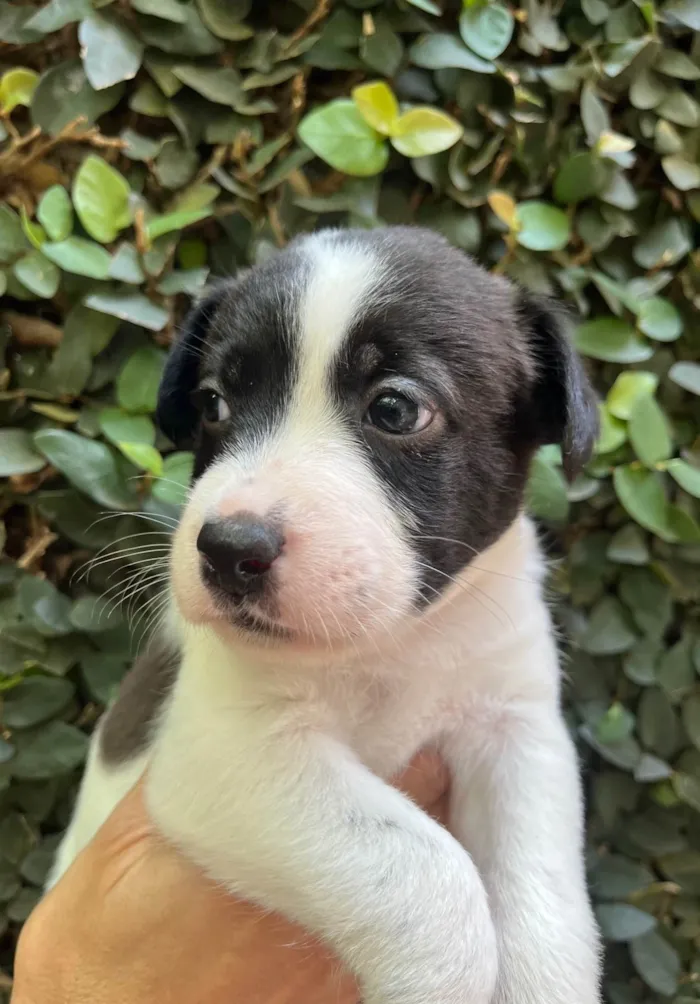 Cachorro ra a SRD-ViraLata idade Abaixo de 2 meses nome Luma