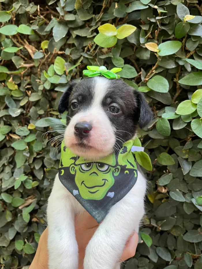 Cachorro ra a SRD-ViraLata idade Abaixo de 2 meses nome Luma