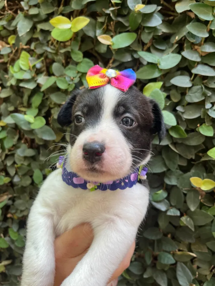 Cachorro ra a SRD-ViraLata idade Abaixo de 2 meses nome Luma