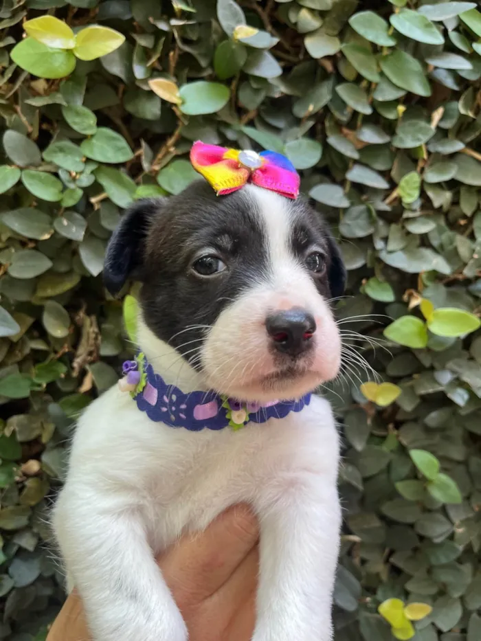 Cachorro ra a SRD-ViraLata idade Abaixo de 2 meses nome Luma