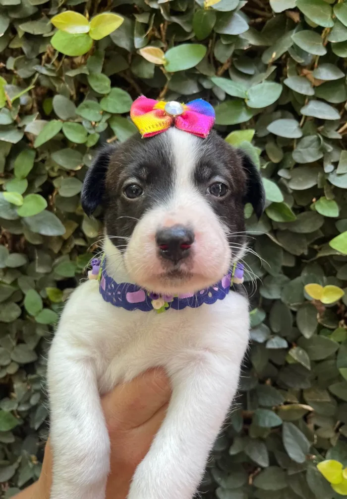 Cachorro ra a SRD-ViraLata idade Abaixo de 2 meses nome Luma