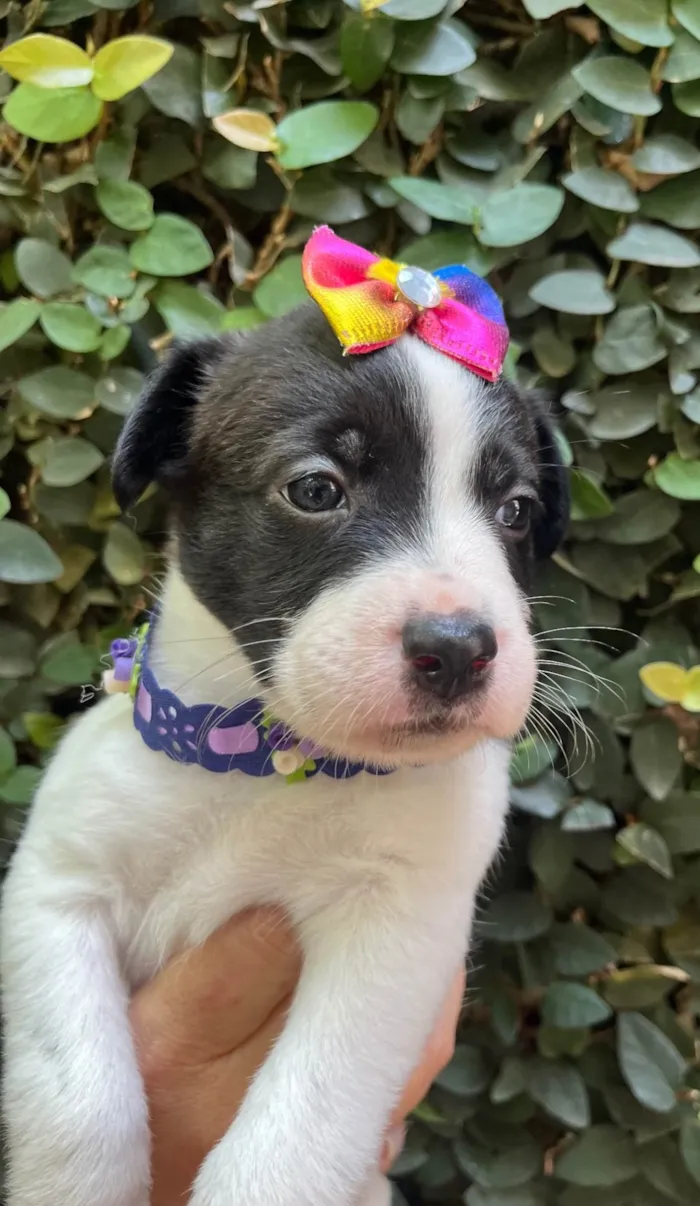 Cachorro ra a SRD-ViraLata idade Abaixo de 2 meses nome Luma