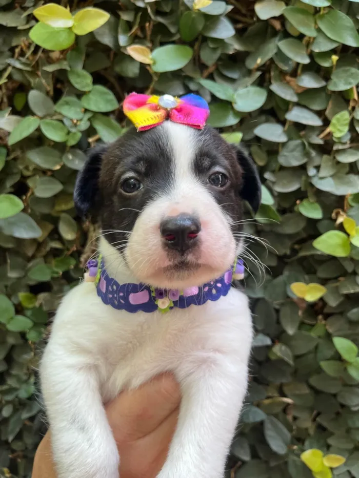 Cachorro ra a SRD-ViraLata idade Abaixo de 2 meses nome Luma