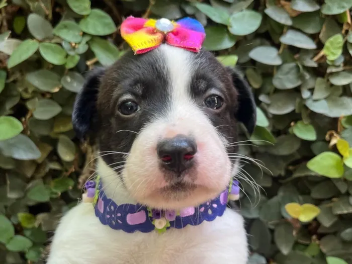 Cachorro ra a SRD-ViraLata idade Abaixo de 2 meses nome Luma