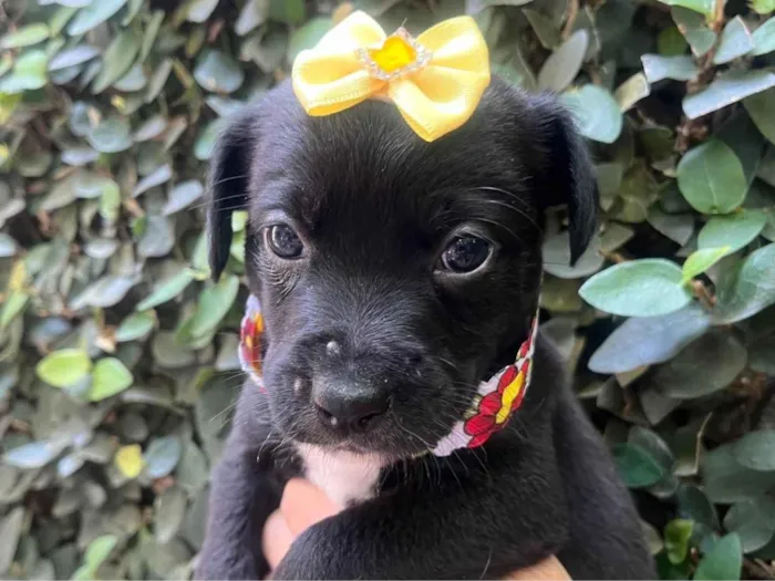 Cachorro ra a SRD-ViraLata idade Abaixo de 2 meses nome Laura