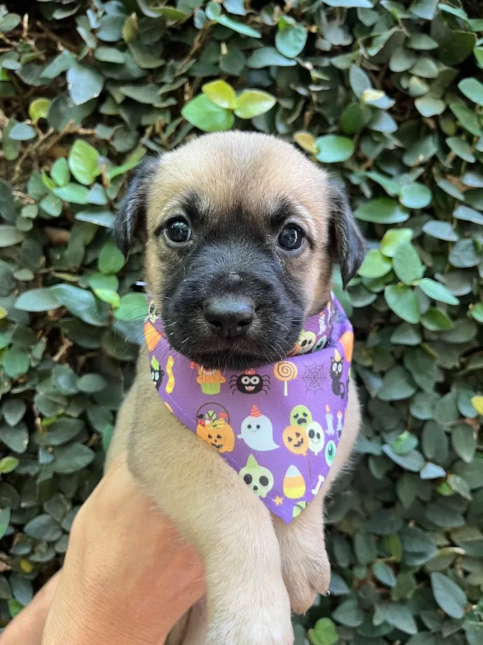 Cachorro ra a SRD-ViraLata idade Abaixo de 2 meses nome Lola