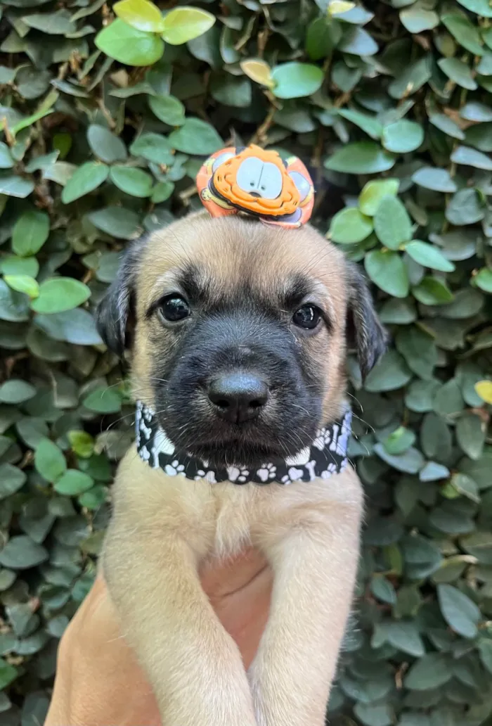 Cachorro ra a SRD-ViraLata idade Abaixo de 2 meses nome Lola