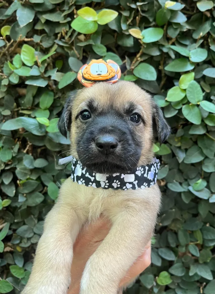 Cachorro ra a SRD-ViraLata idade Abaixo de 2 meses nome Lola