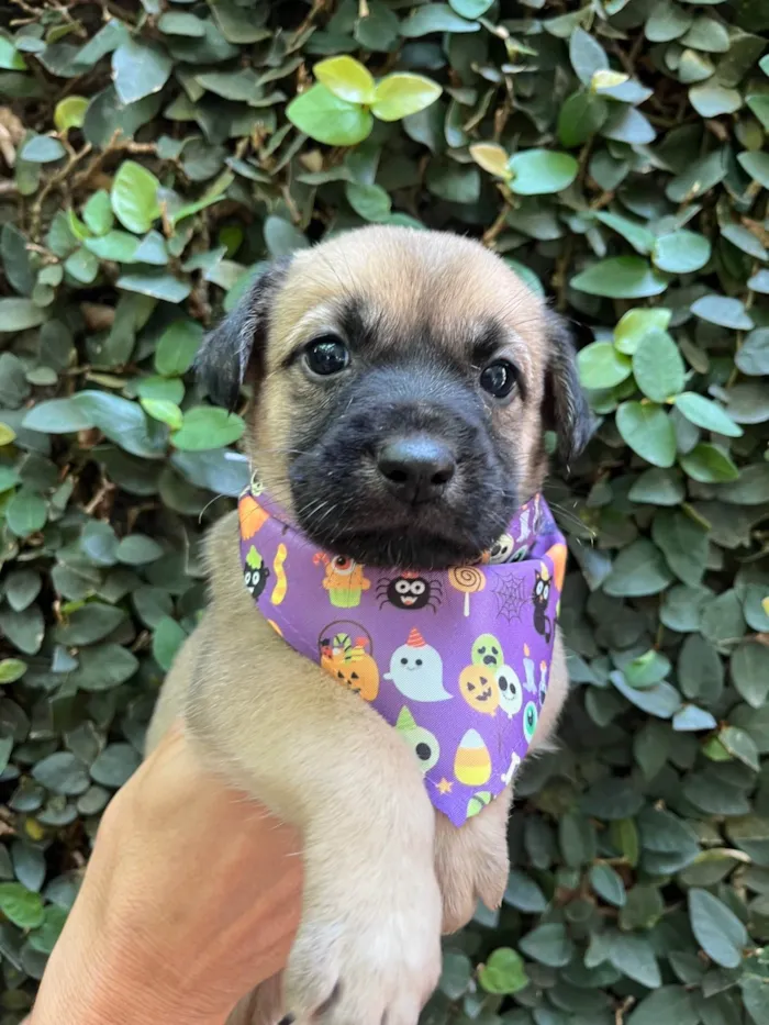 Cachorro ra a SRD-ViraLata idade Abaixo de 2 meses nome Lola