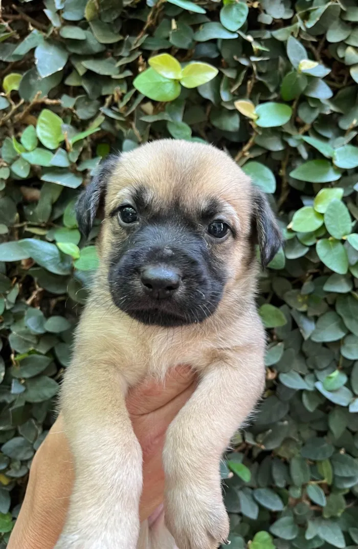 Cachorro ra a SRD-ViraLata idade Abaixo de 2 meses nome Lola