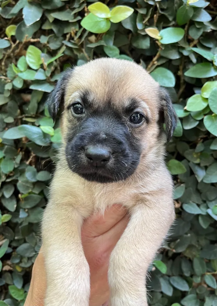 Cachorro ra a SRD-ViraLata idade Abaixo de 2 meses nome Lola