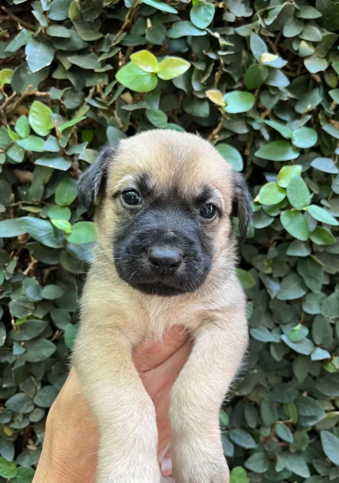 Cachorro ra a SRD-ViraLata idade Abaixo de 2 meses nome Lola