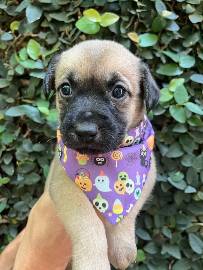 Cachorro ra a SRD-ViraLata idade Abaixo de 2 meses nome Lola