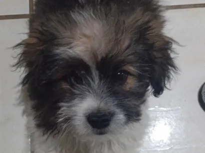 Cachorro raça Shitzu idade 2 a 6 meses nome Sem nome