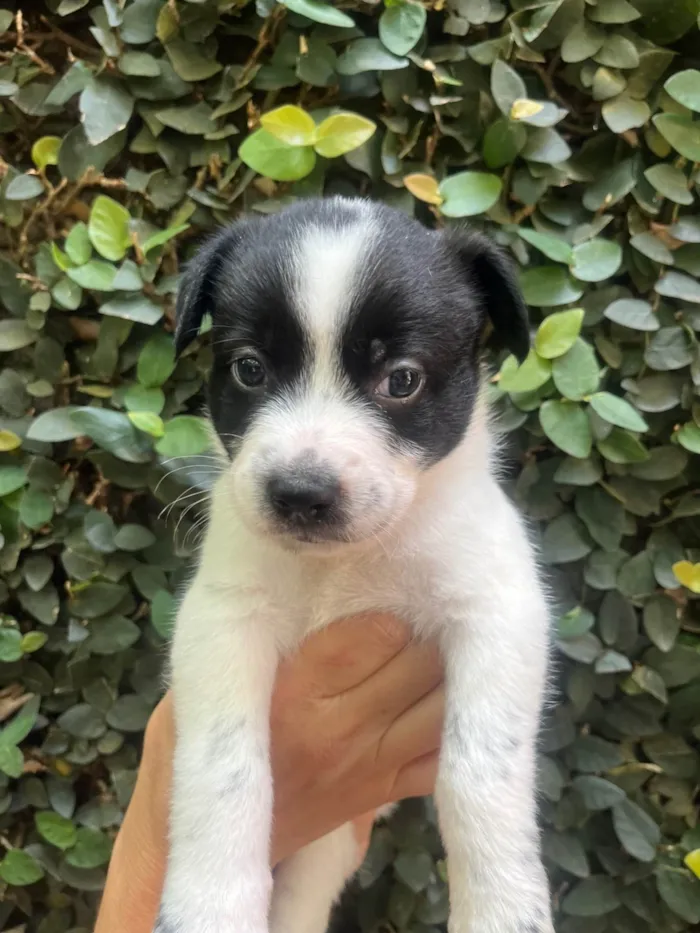 Cachorro ra a SRD-ViraLata idade Abaixo de 2 meses nome Lucas