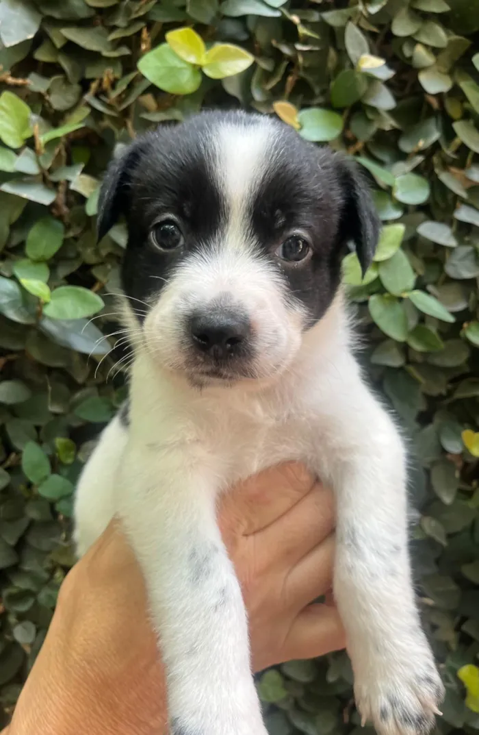 Cachorro ra a SRD-ViraLata idade Abaixo de 2 meses nome Lucas