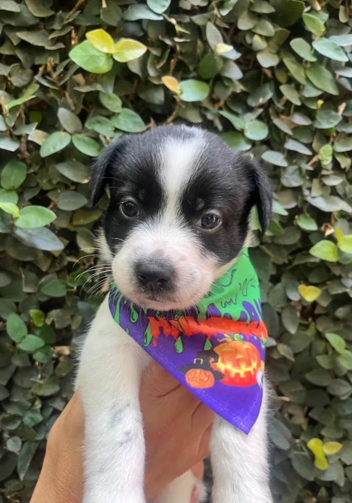 Cachorro ra a SRD-ViraLata idade Abaixo de 2 meses nome Lucas