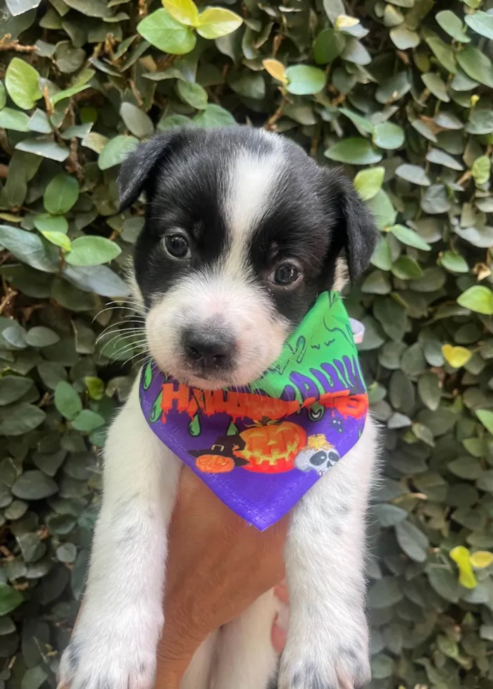 Cachorro ra a SRD-ViraLata idade Abaixo de 2 meses nome Lucas