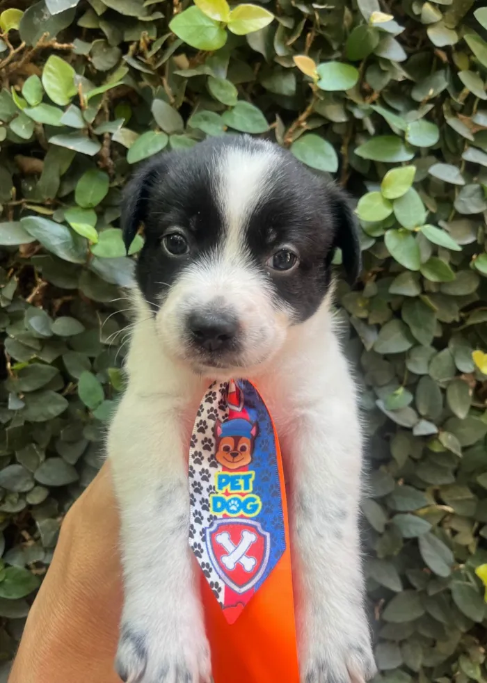 Cachorro ra a SRD-ViraLata idade Abaixo de 2 meses nome Lucas