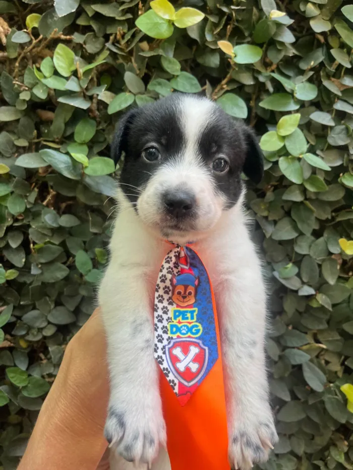 Cachorro ra a SRD-ViraLata idade Abaixo de 2 meses nome Lucas